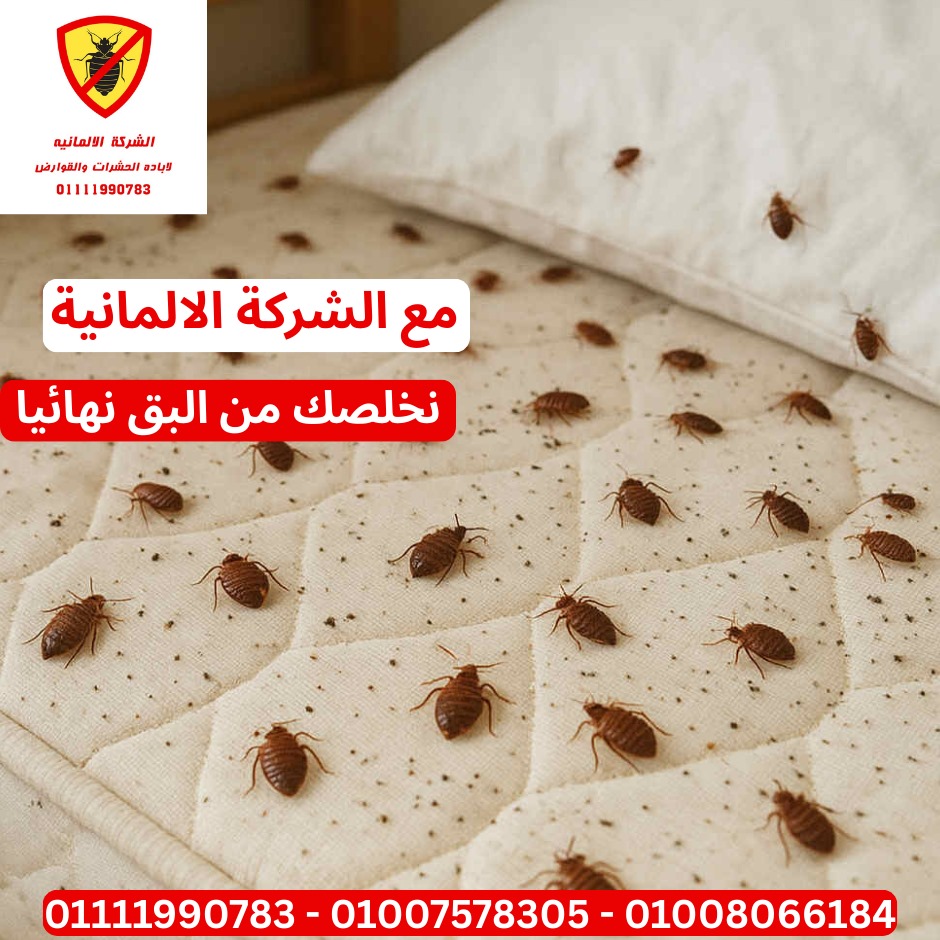 معالجة بق الفراش